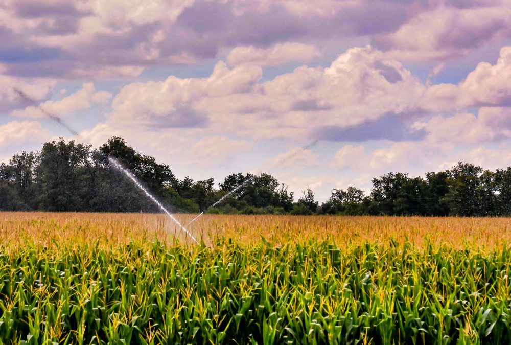 A Guide to Sustainable Farming and Agriculture