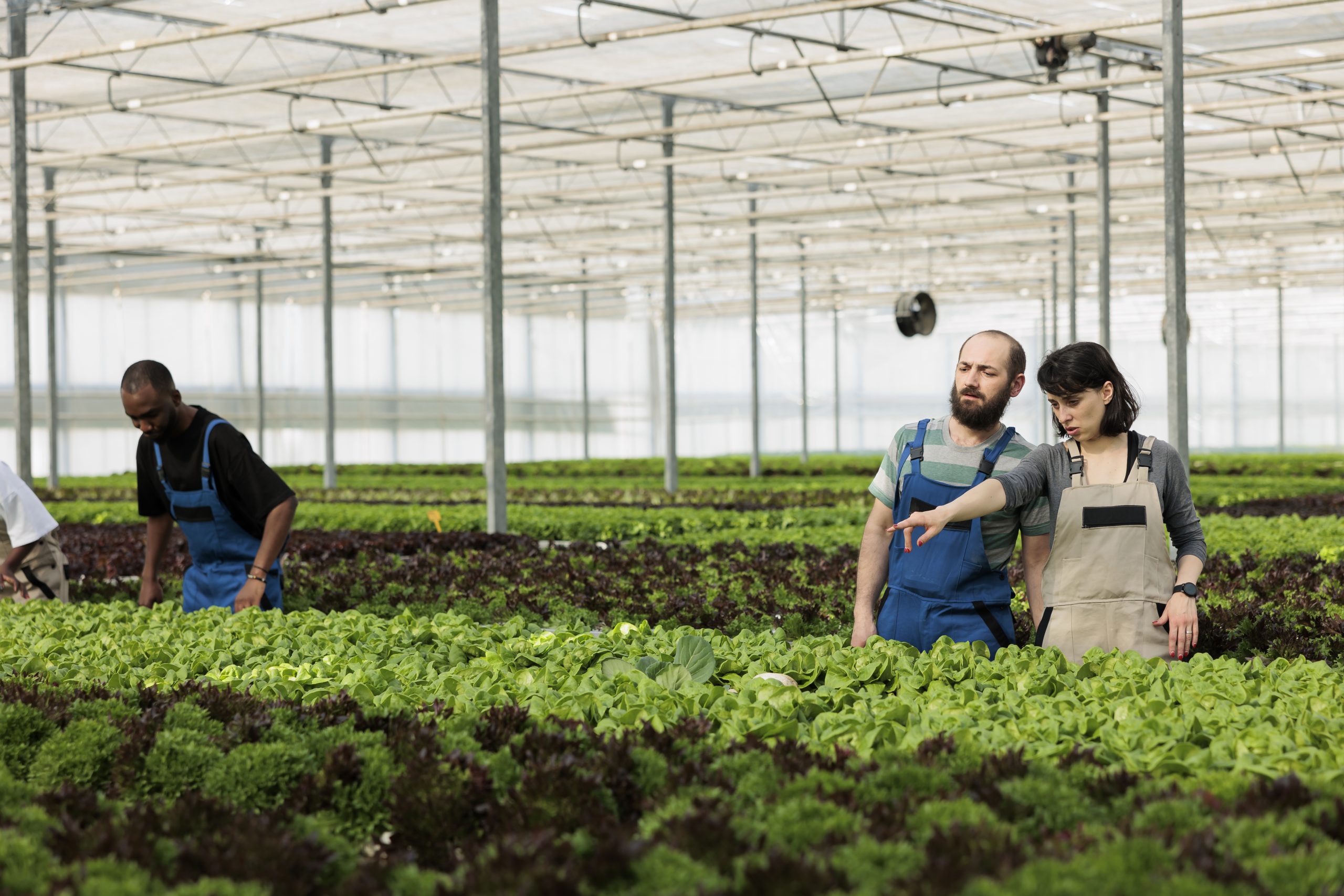 Man and woman cultivating salad in hydroponic environment