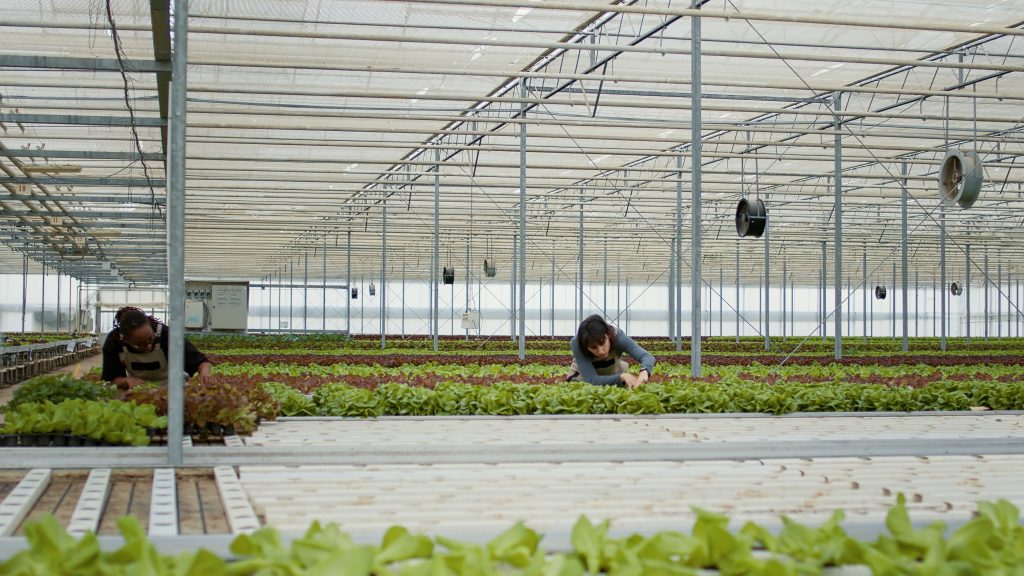 Two diverse greenhouse workers standing between rows of lettuce crops inspecting plants for damage. African american woman and caucasian farm worker in hydroponic environment doing quality control.