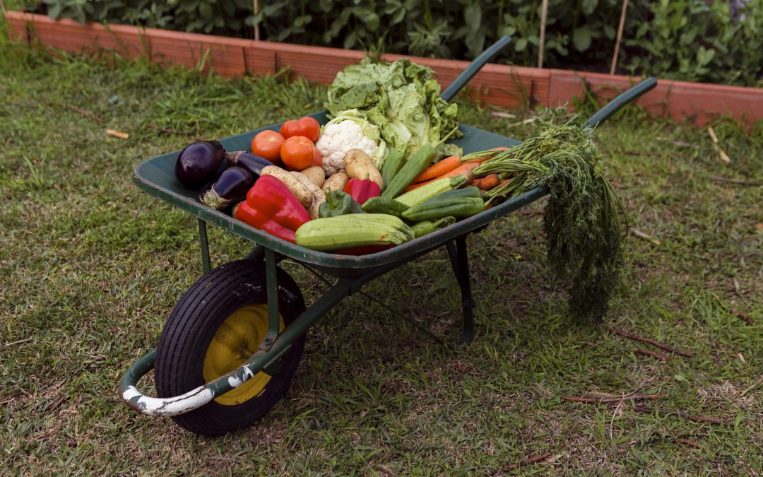 Vegetable gardening tips for beginners