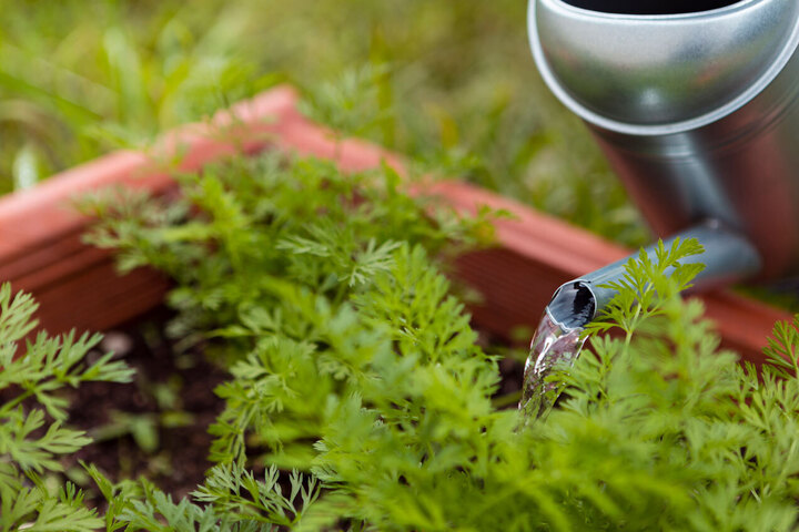 The Science Behind Water Conservation in Horticulture
