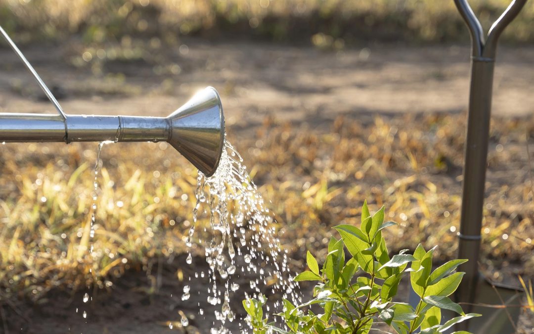 Reducing Water Waste in Irrigation: 5 Proven Methods Using Solar Pumps