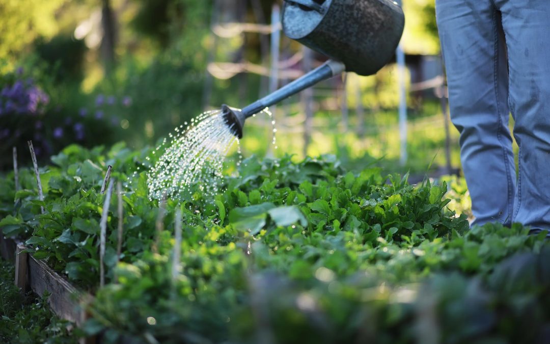 How Organic Growers Can Use Solar to Stay Efficient and Eco-Friendly