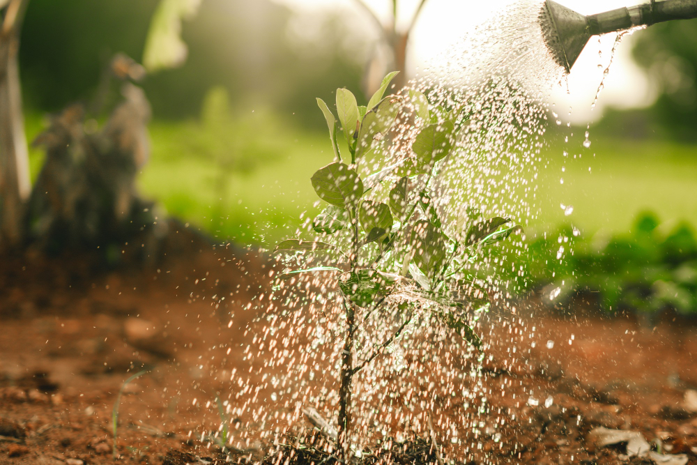 Practical Tips for Conserving Water in Agriculture and Horticulture